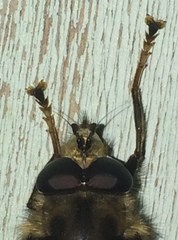 Criorhina bubulcus