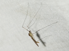 Gonomyia puer
