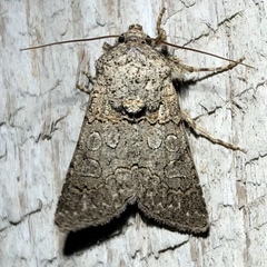 Sympistis perscripta