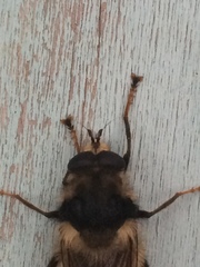 Criorhina bubulcus