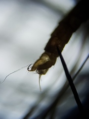 Gonomyia puer