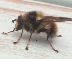 Criorhina bubulcus
