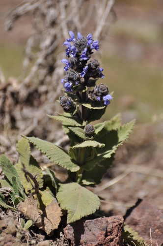 Rift Valley Sage