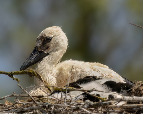 Cigogne blanche, jeune