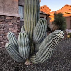 Pachycereus