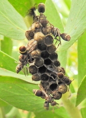 Ropalidia capensis