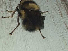 Criorhina bubulcus