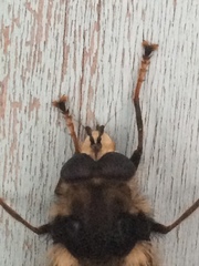 Criorhina bubulcus