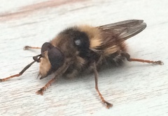Criorhina bubulcus