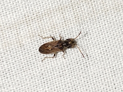 Pseudopachybrachius basalis