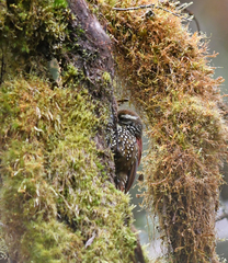 Margarornis squamiger