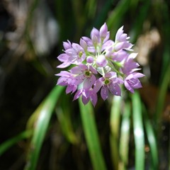 Allium membranaceum