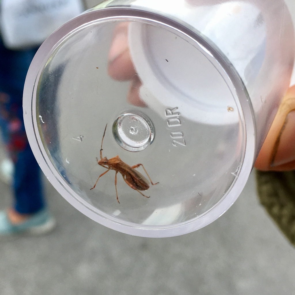 Broad-headed bug