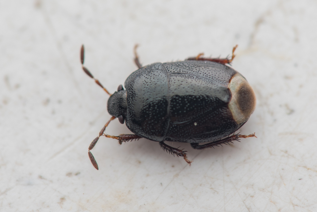 Legnotus fumigatus