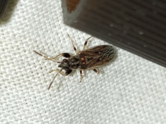 Pseudopachybrachius basalis