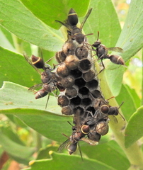 Ropalidia capensis