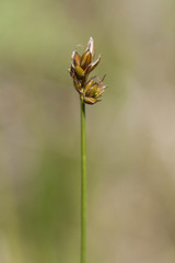 Carex chordorrhiza