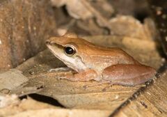 Pachitea Robber Frog photo 4