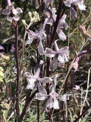 Delphinium wootonii