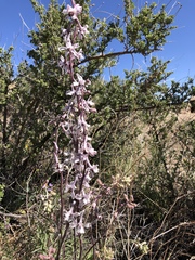 Delphinium wootonii