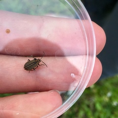 Neolochmaea dilatipennis