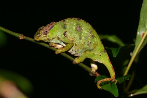 Msuya’s Forest Chameleon, Kinyongia msuyae