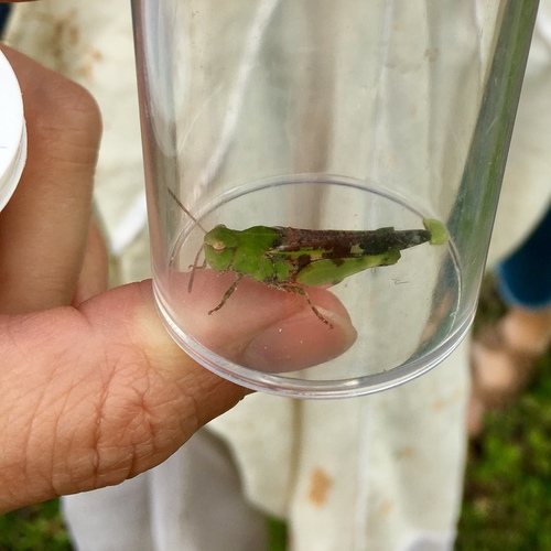 Southern Green-striped Grasshopper photo 5