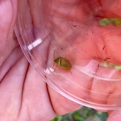 Piezodorus guildinii