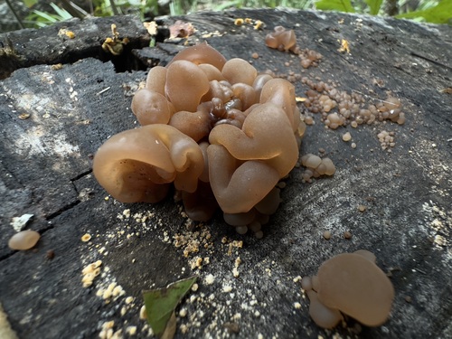 Phaeotremella foliacea image