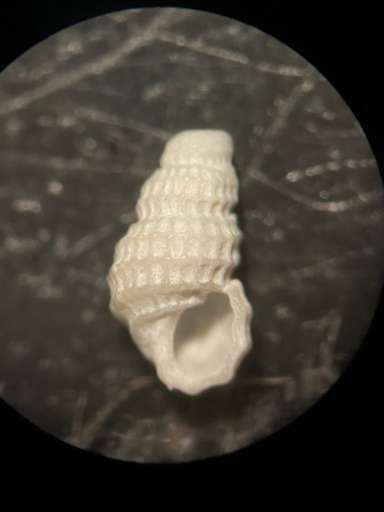 Peristichia agria