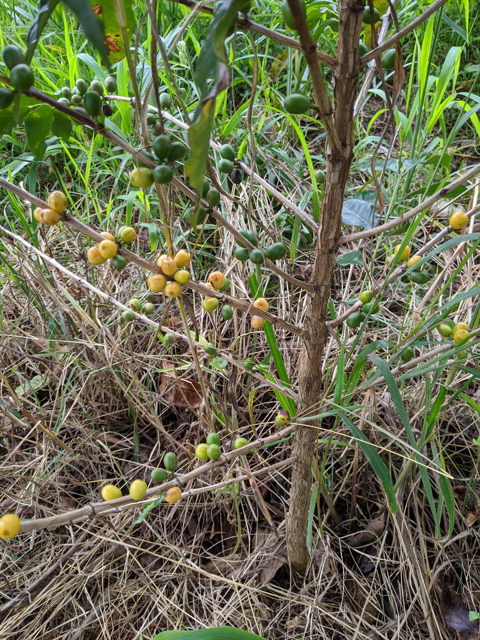 Coffea arabica