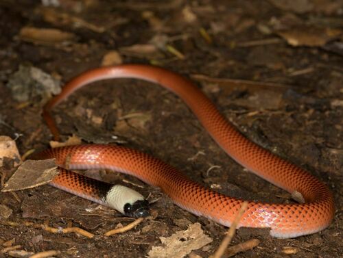 Black-collared Snake