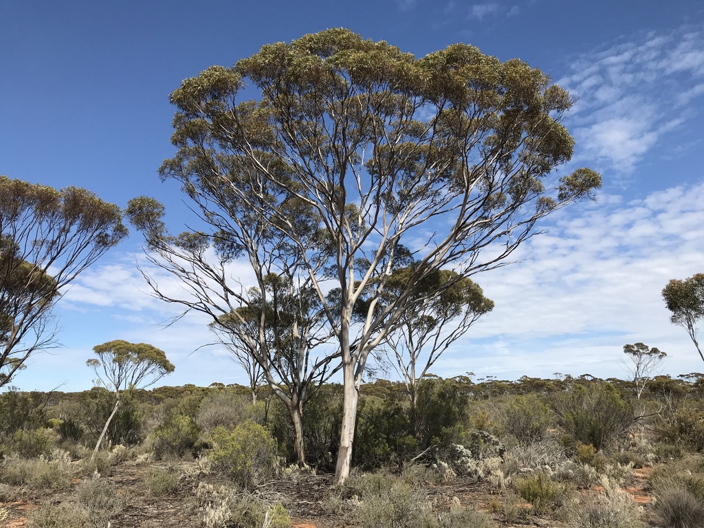 Eucalyptus kumarlensis Brooker