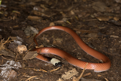 Black-collared Snake