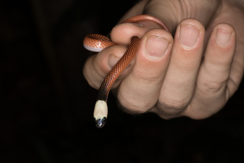 Black-collared Snake