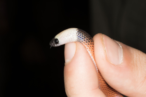 Black-collared Snake