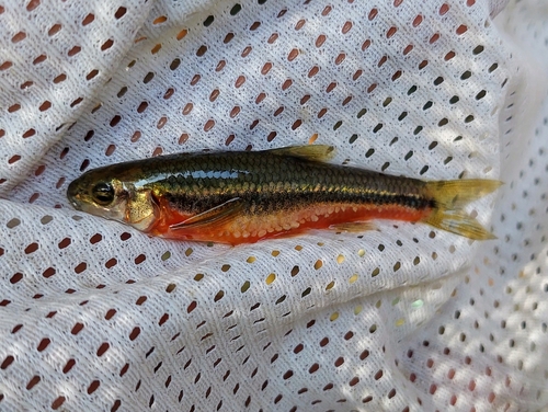 Papaloapan Chub