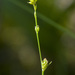 Carex brunnescens - Photo (c) Samuel Brinker,  זכויות יוצרים חלקיות (CC BY-NC), uploaded by Samuel Brinker