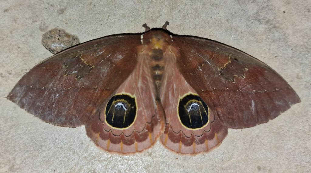Pseudautomeris pohli