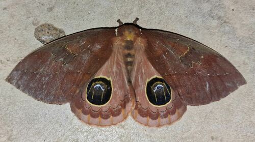 Pseudautomeris pohli