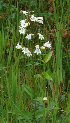 Penstemon digitalis