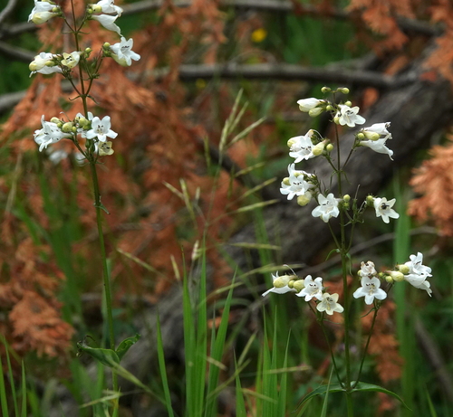 Penstemon digitalis