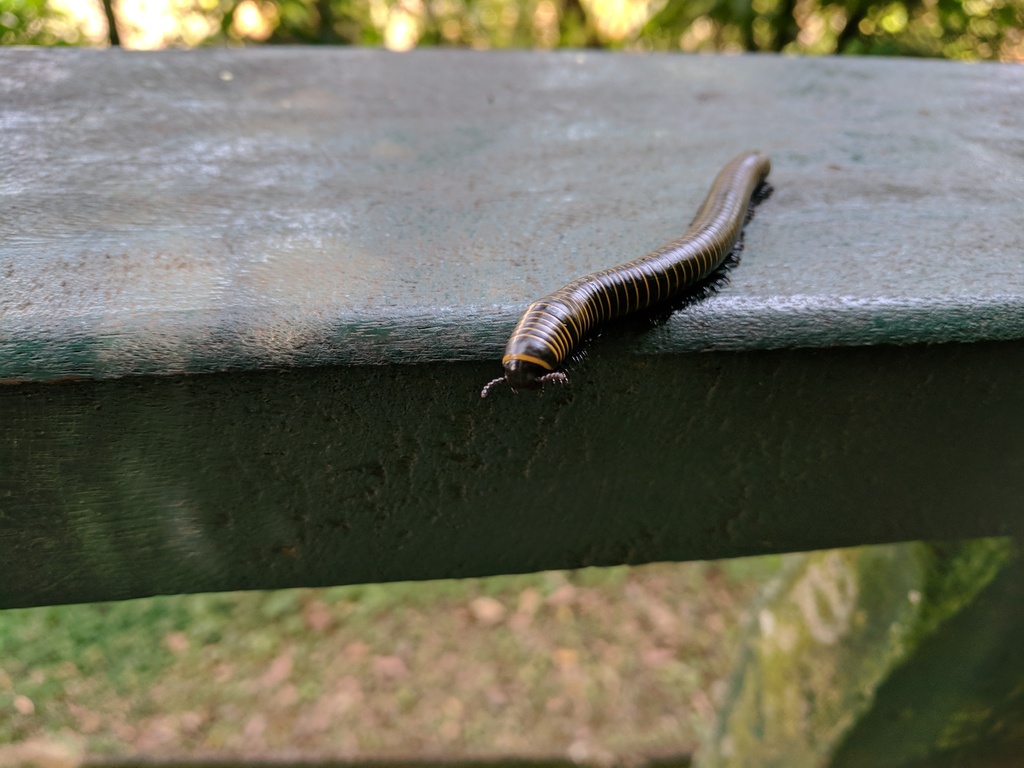 Spirobolus from Foz do Iguaçu - State of Paraná, Brazil on December 15 ...