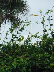 Ardea alba