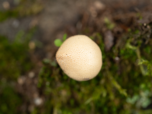 Lycoperdaceae