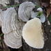 Trametes pubescens - Photo (c) maricel patino, some rights reserved (CC BY-NC), uploaded by maricel patino
