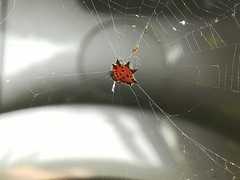 Gasteracantha cancriformis