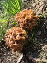 Morchella esculenta