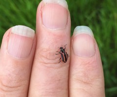 Paranaemia vittigera