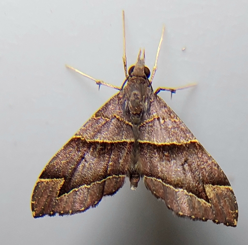 Genus Psaliodes · iNaturalist